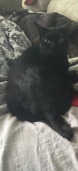 Lost Female Cat last seen Off the Wall, Miami, FL 33183