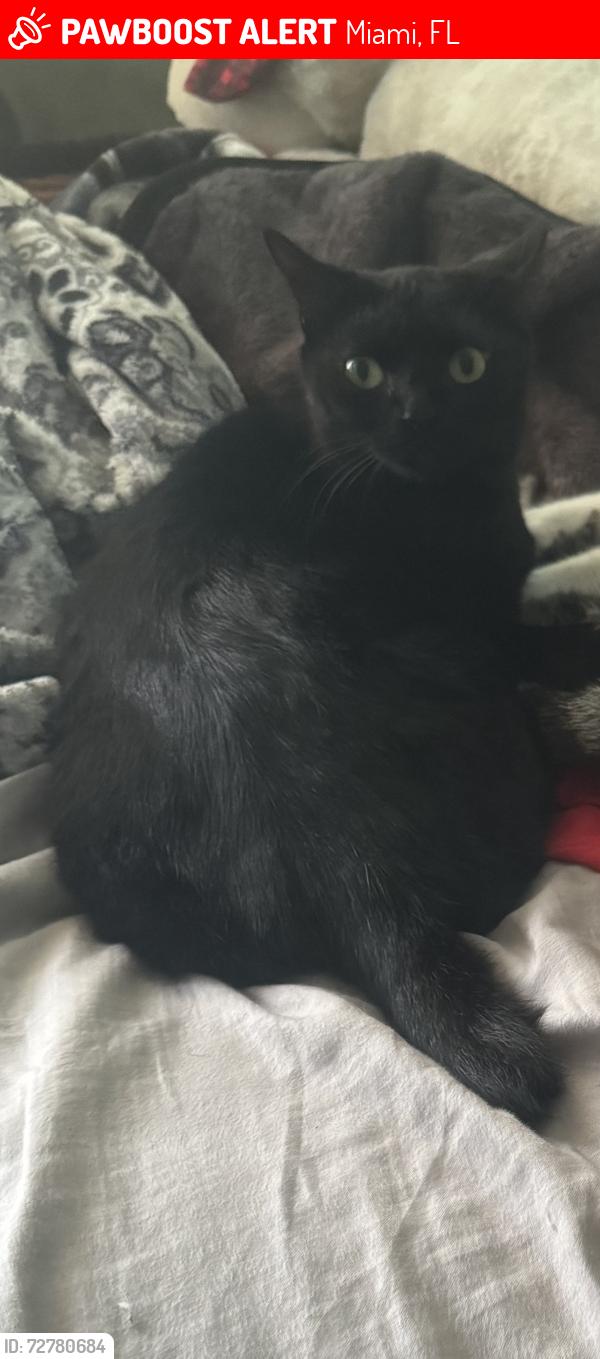Lost Female Cat last seen Off the Wall, Miami, FL 33183