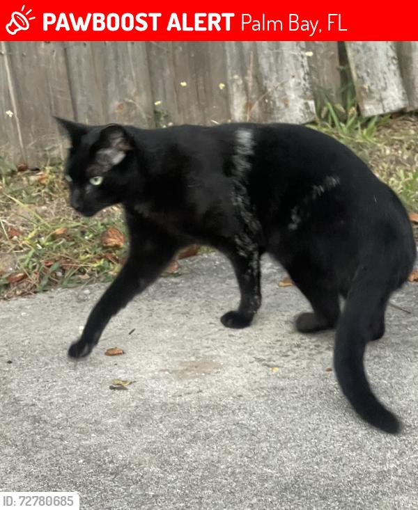 Lost Male Cat last seen Tupelo rd sw , Palm Bay, FL 32908