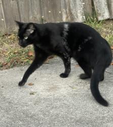 Lost Male Cat last seen Tupelo rd sw , Palm Bay, FL 32908