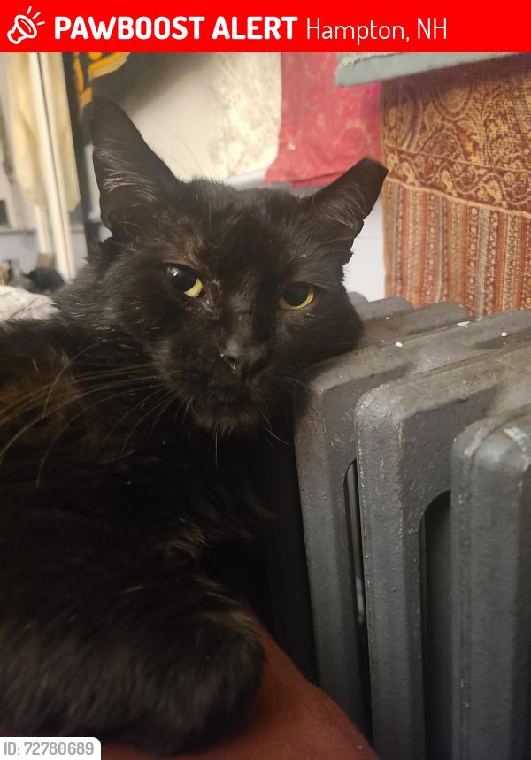 Lost Male Cat last seen Lafayette Rd/Watsons Lane, Hampton, NH 03842