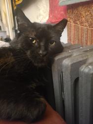 Lost Male Cat last seen Lafayette Rd/Watsons Lane, Hampton, NH 03842