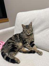 Lost Male Cat last seen Fair and Cassidy , Bexley, OH 43209