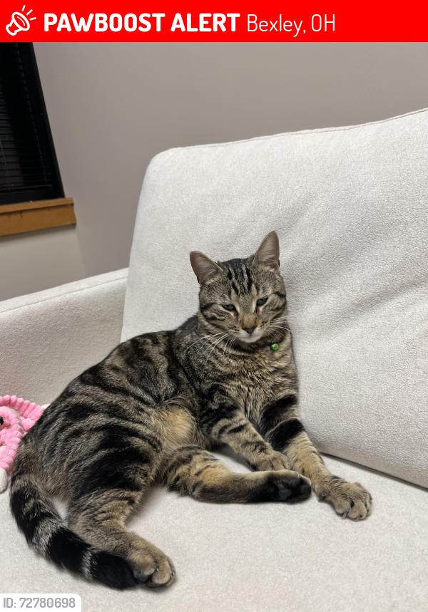 Lost Male Cat last seen Fair and Cassidy , Bexley, OH 43209