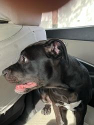 Lost Male Dog last seen Kanawha Charleston animal shelter, Charleston, WV 25301