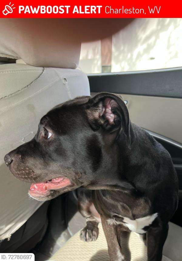 Lost Male Dog last seen Kanawha Charleston animal shelter, Charleston, WV 25301
