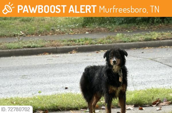 Found/Stray Male Dog last seen N spring St and Maple street. , Murfreesboro, TN 37130
