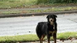 Found/Stray Male Dog last seen N spring St and Maple street. , Murfreesboro, TN 37130