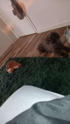 Lost Male Dog last seen Dalton cr and eastland , Lexington, KY 40505