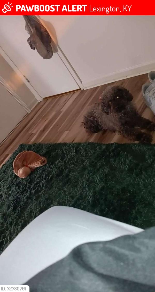 Lost Male Dog last seen Dalton cr and eastland , Lexington, KY 40505