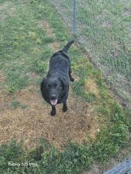 Found/Stray Female Dog last seen Burton Rd and 29 Business, Reidsville, NC 27320