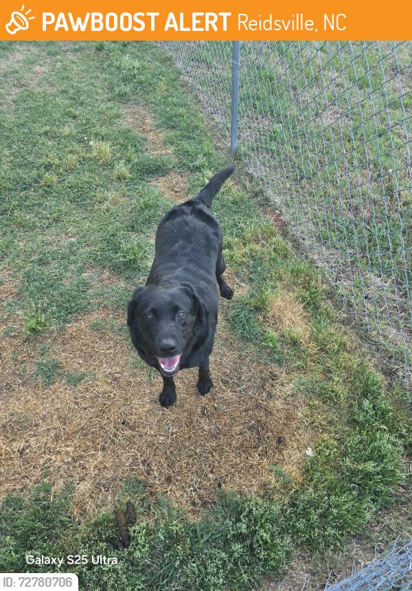 Found/Stray Female Dog last seen Burton Rd and 29 Business, Reidsville, NC 27320