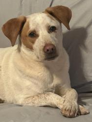 Lost Male Dog last seen 164th and western, Edmond, OK 73012