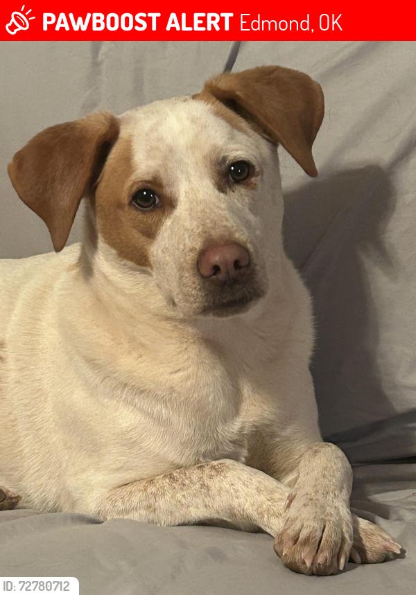 Lost Male Dog last seen 164th and western, Edmond, OK 73012