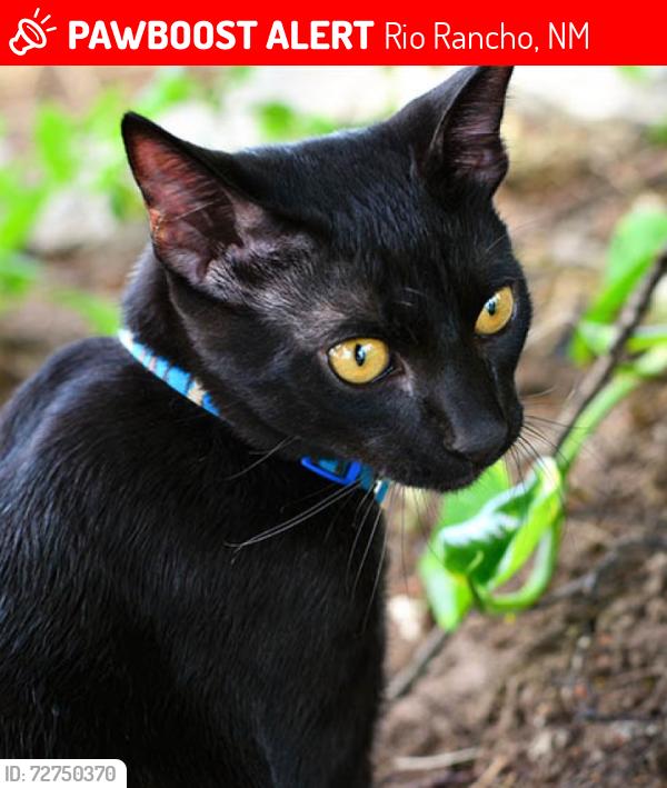 Lost Male Cat last seen High resort and  Parkside , Rio Rancho, NM 87124