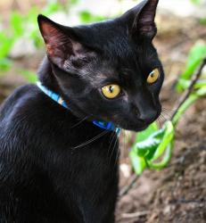 Lost Male Cat last seen High resort and  Parkside , Rio Rancho, NM 87124