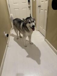 Found/Stray Male Dog last seen Touchman St, Sacramento, CA 95834