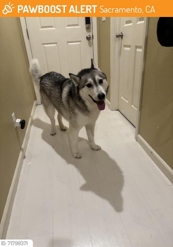 Found/Stray Male Dog last seen Touchman St, Sacramento, CA 95834