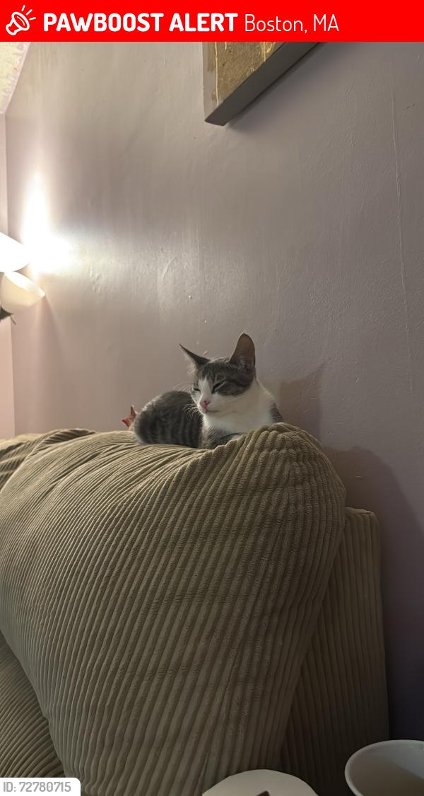 Lost Female Cat last seen Harrison ave and washington street, Boston, MA 02118
