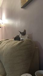 Lost Female Cat last seen Harrison ave and washington street, Boston, MA 02118
