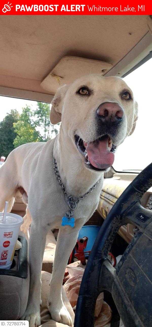 Lost Male Dog last seen Groomes Dr, Whitmore Lake, MI 48189