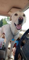 Lost Male Dog last seen Groomes Dr, Whitmore Lake, MI 48189