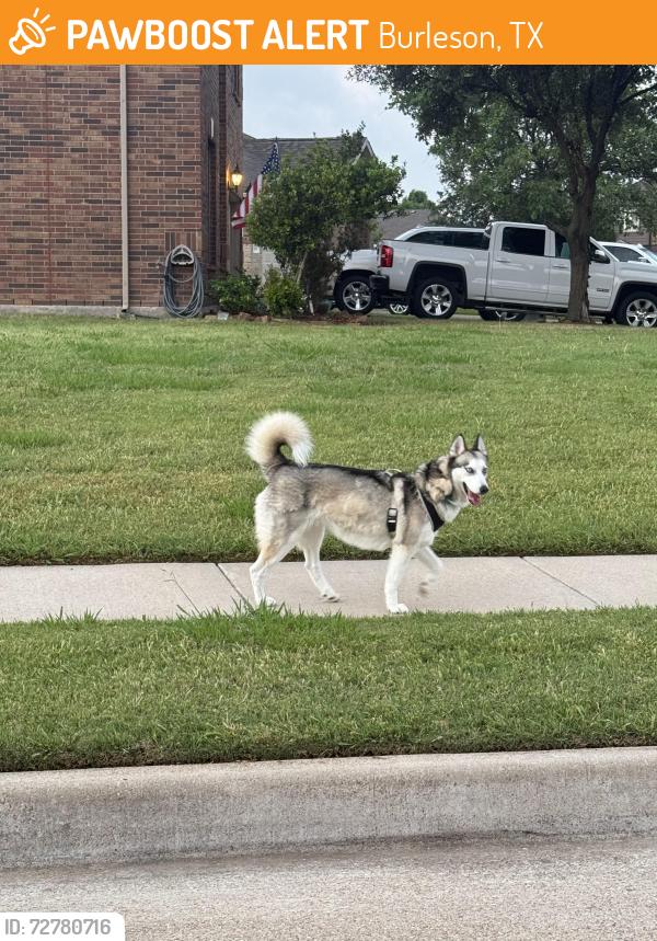 Found/Stray Unknown Dog last seen Walking around Olive Ct and Sey Dr. had crossed summercrest. , Burleson, TX 76028