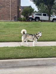 Found/Stray Unknown Dog last seen Walking around Olive Ct and Sey Dr. had crossed summercrest. , Burleson, TX 76028
