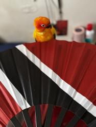 Lost Male Bird last seen Sutter and belmont, Brooklyn, NY 11208