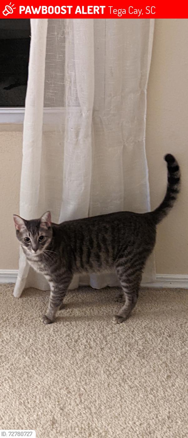 Lost Male Cat last seen Tana tea and Molokai, Tega Cay, SC 29708