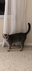 Lost Male Cat last seen Tana tea and Molokai, Tega Cay, SC 29708