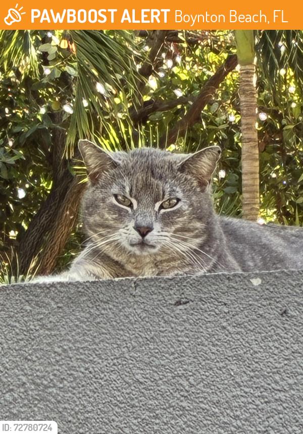 Found/Stray Unknown Cat last seen Military & Le Chalet Blvd , Boynton Beach, FL 33436