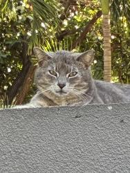 Found/Stray Unknown Cat last seen Military & Le Chalet Blvd , Boynton Beach, FL 33436