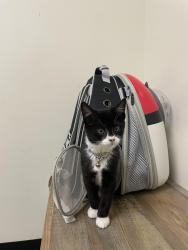 Lost Male Cat last seen Near Harris Ave, Woonsocket , Woonsocket, RI 02895