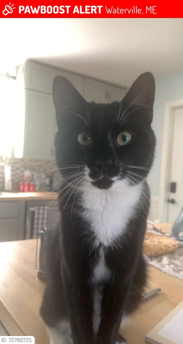 Lost Male Cat last seen Colby College, Waterville Senior High School, Waterville, ME 04901
