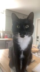 Lost Male Cat last seen Colby College, Waterville Senior High School, Waterville, ME 04901