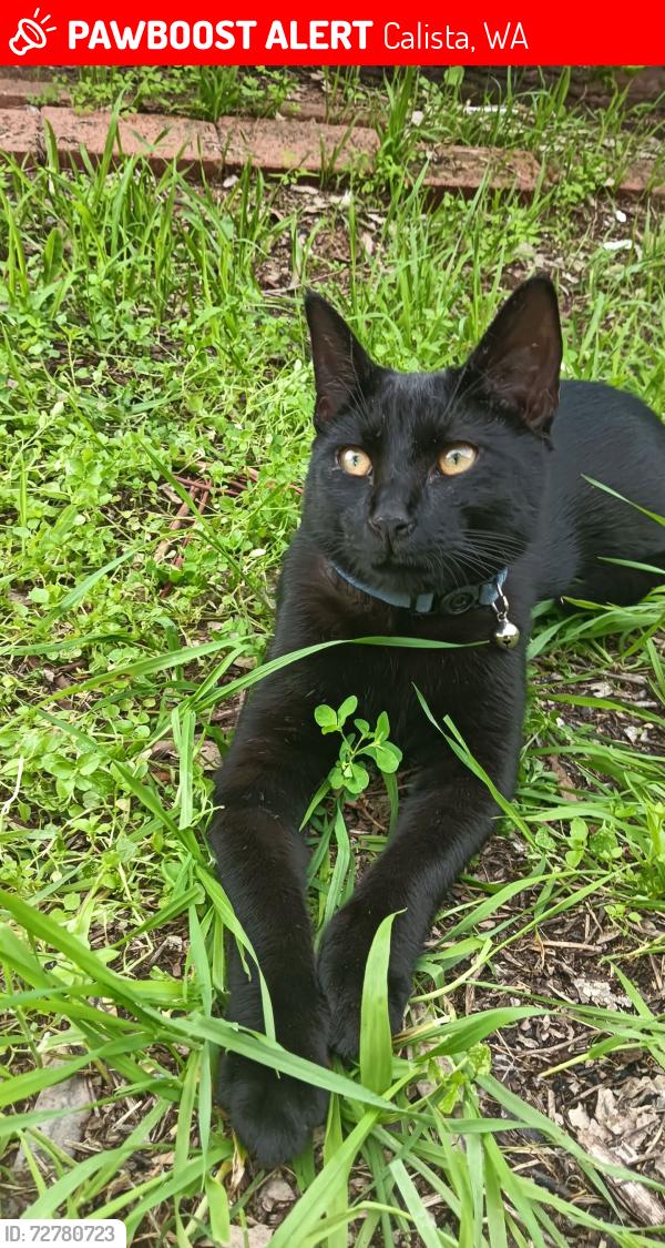Lost Male Cat last seen Wellard Avenue, Calista, WA 6167