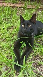 Lost Male Cat last seen Wellard Avenue, Calista, WA 6167