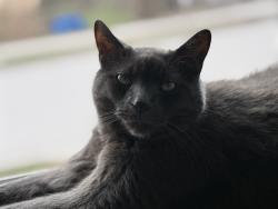 Lost Male Cat last seen Hamilton road & east street 3 story walk up, London, ON N5Z 1V8