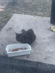 Found/Stray Unknown Cat last seen The black cat is in the grge and staying in grge owner is not there and the grge is open I saw the back cat went back there every time after hanging out with my cat , Saint Paul, MN 55106