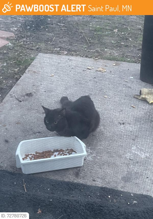 Found/Stray Unknown Cat last seen The black cat is in the grge and staying in grge owner is not there and the grge is open I saw the back cat went back there every time after hanging out with my cat , Saint Paul, MN 55106