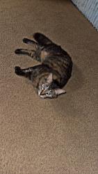 Lost Male Cat last seen Main Street, kingdom tire, Dunedin, FL 34698