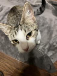 Found/Stray Female Cat last seen Spanish Oak Drive and Pecan, Williamson County, TX 78628