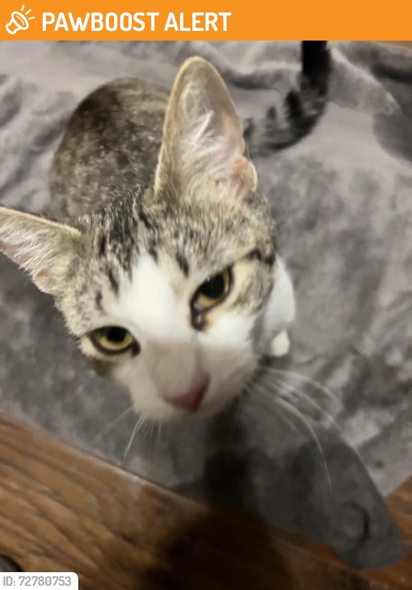 Found/Stray Female Cat last seen Spanish Oak Drive and Pecan, Williamson County, TX 78628