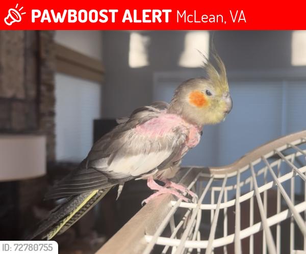 Lost Female Bird last seen Great Falls St. , McLean, VA 22101