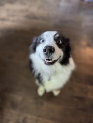 Found/Stray Unknown Dog last seen Carthage Highway/ Rome Pike, Lebanon, Lebanon, TN 37087