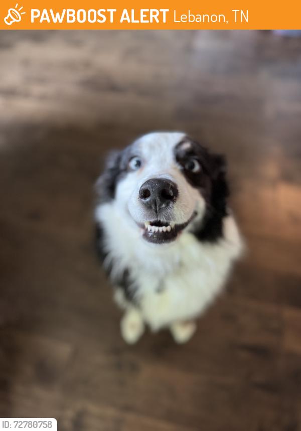 Found/Stray Unknown Dog last seen Carthage Highway/ Rome Pike, Lebanon, Lebanon, TN 37087