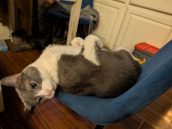 Lost Male Cat last seen Manitoba , Milwaukee, WI 53207