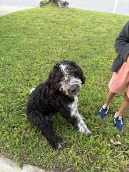 Found/Stray Male Dog last seen Lee st. Greenville Tx, Greenville, TX 75401