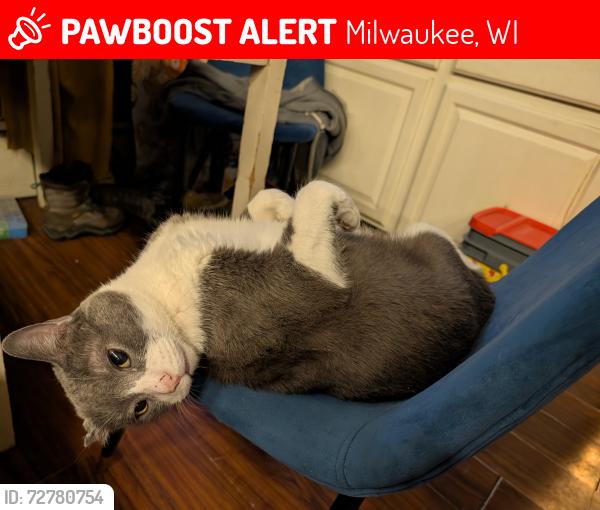 Lost Male Cat last seen Manitoba , Milwaukee, WI 53207